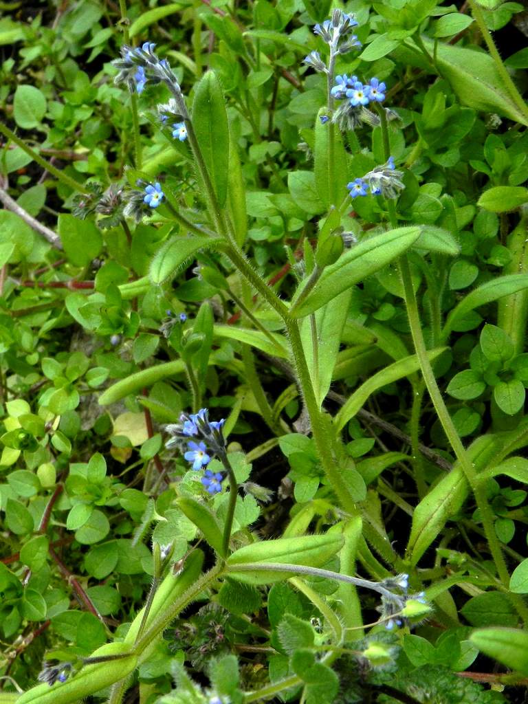 Myosotis sp.